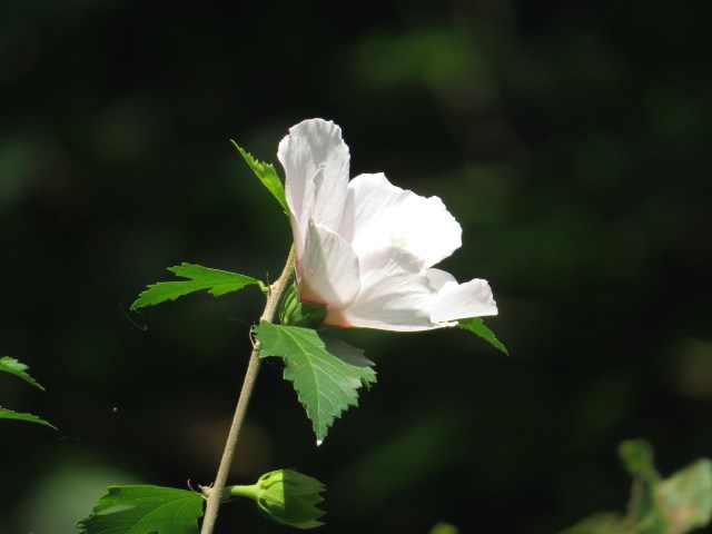 It looks pretty against that dark background