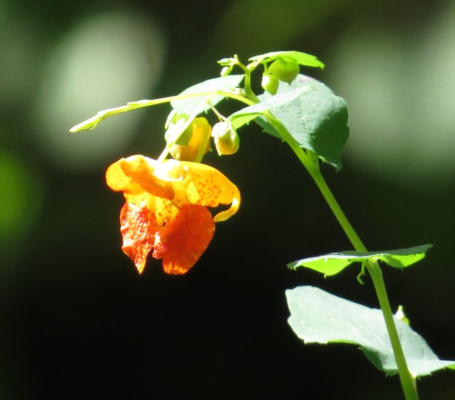 I love seeing all this stuff, but sometimes I'm even MORE amazed when I see the picture. 