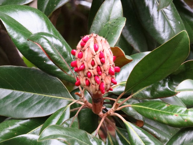 This would make an eye-catching centerpiece on a dinner table