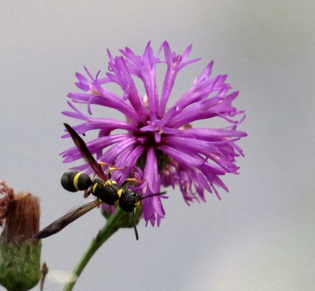 I'll cease to be amazed. But not soon. 