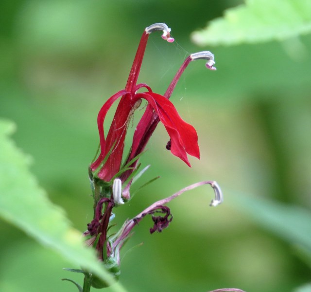 Feel free to tell me the name! But what a beauty! 