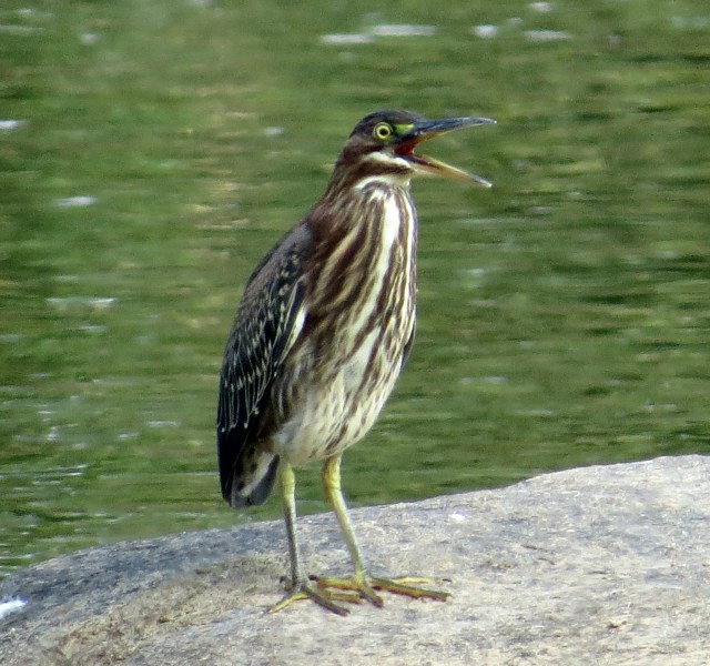 I took several pictures but he was only "talking" in this one and I enjoyed it. 