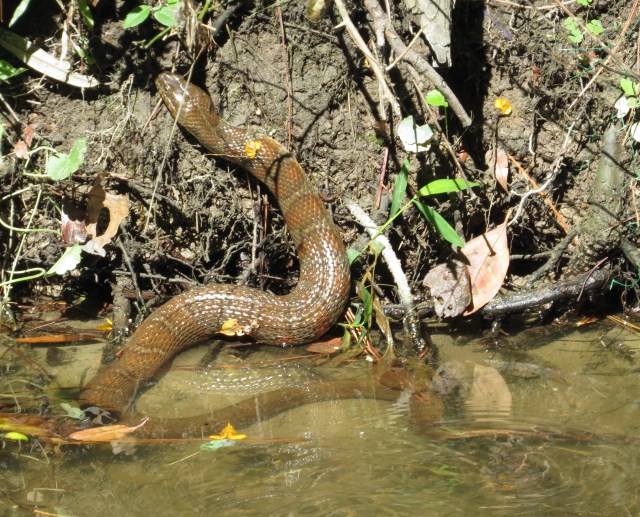 Northern Water Snake, climbing out of the creek