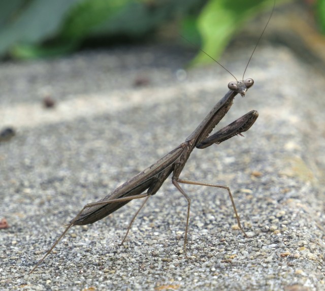 Praying mantis (Mantis religiosa)