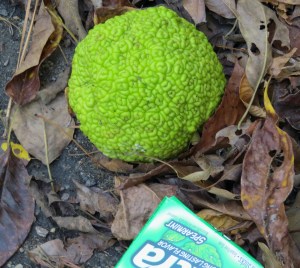 For those who do not recall what an Osage Orange looks like.