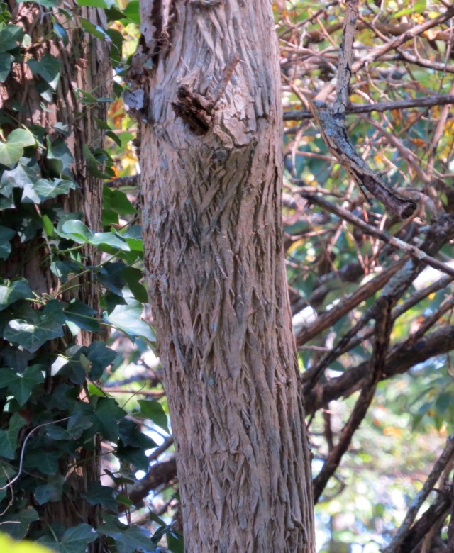 The bark of an Osage Orange tree. Now perhaps I can locate the tree itself at Pony Pasture. Stay tuned. 