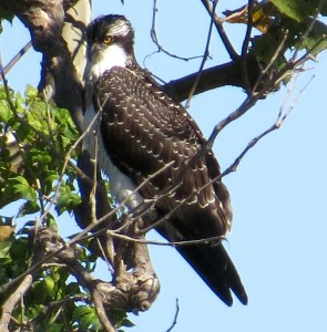 There's a good chance this is the bird that's in the video. Remarkable.