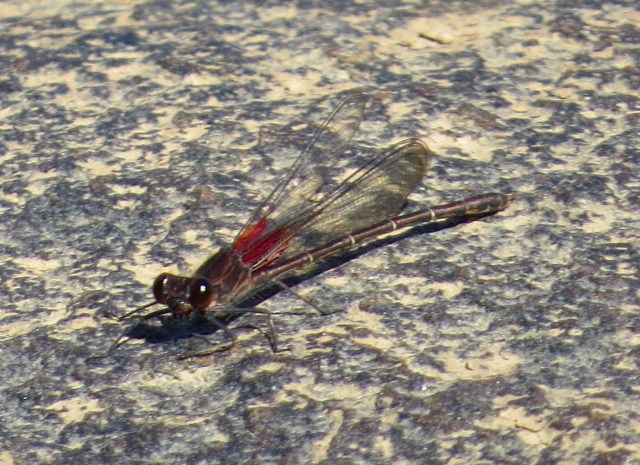 Attractive late season damselfly. 