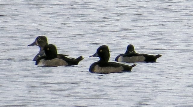 Four Ring-necked ducks. A female in the background and four males in the foreground.