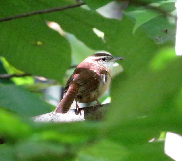 Glimpse through the trees of a "nervous, energetic, shy, generalist." 