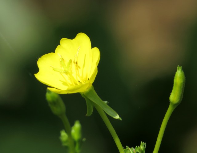 Ranunculus: prolific and terrific