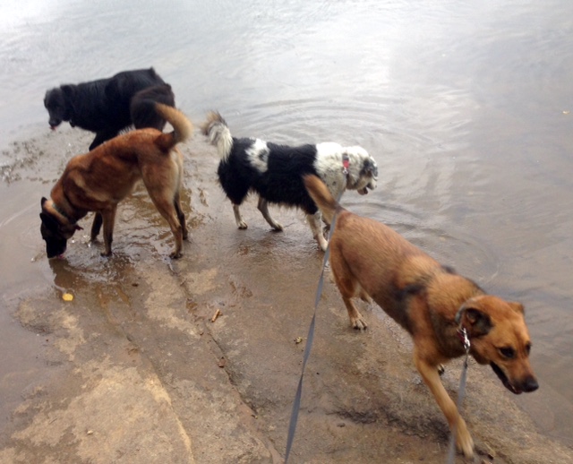 The Fab Four (choose your own names).  Although the black one in the back is Mackey, just closer is Turner, the black and white one is Luna, the nearest one is Lola. 