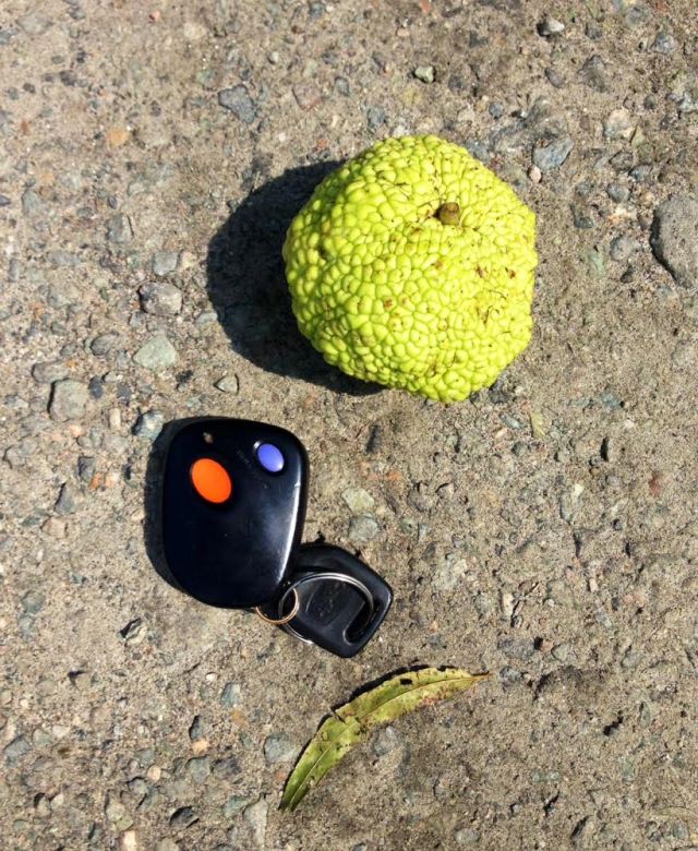 Smallest Osage Orange I've ever seen. In the parking lot at Pony Pasture. 