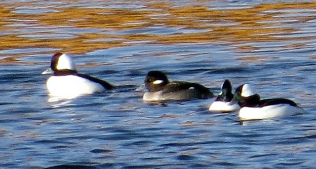 1 female (with Nike Swoosh) and three male Buffleheads