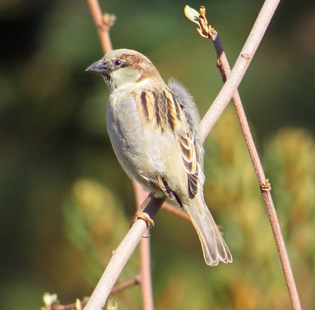 One bird warming up in the morning sun
