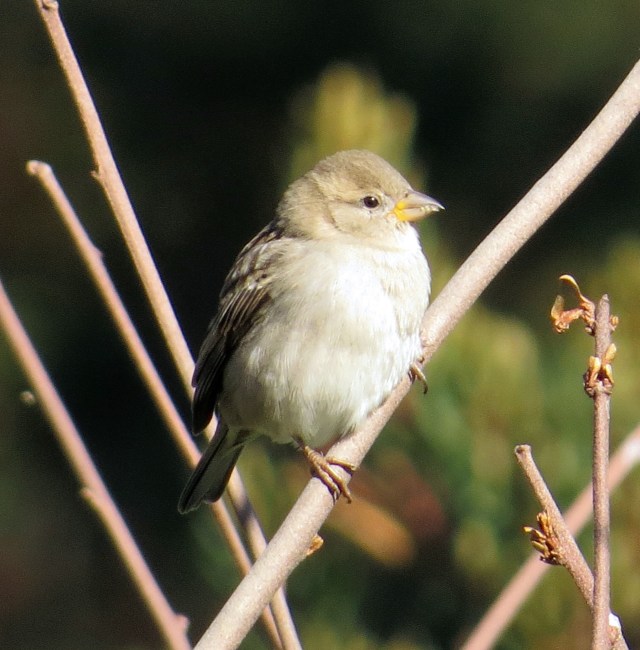 Another bird warming up. See the toes? 