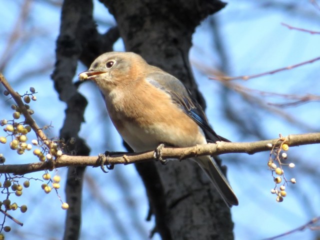 More bluebirds at Pony Pasture - yay! 