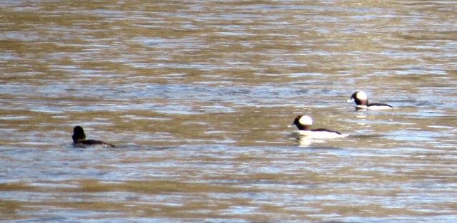 My bufflehead pictures are never great. But that is a winter-only picture. Buffleheads in VA are cold-weather birds. 