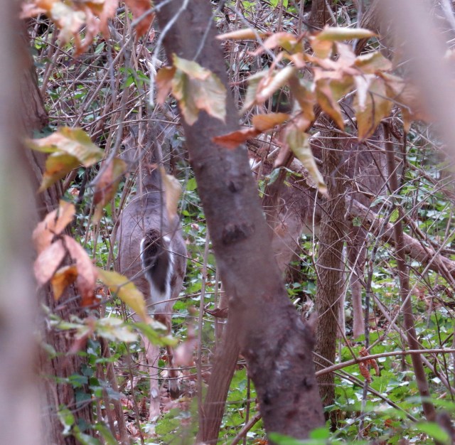 Two deer tormenting Mackey and Turner