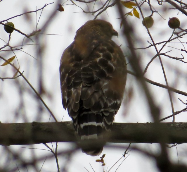 This squirrel is praying. This is a bird of prey. 