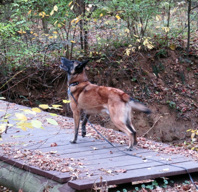 Turner making sure the squirrel doesn't come down