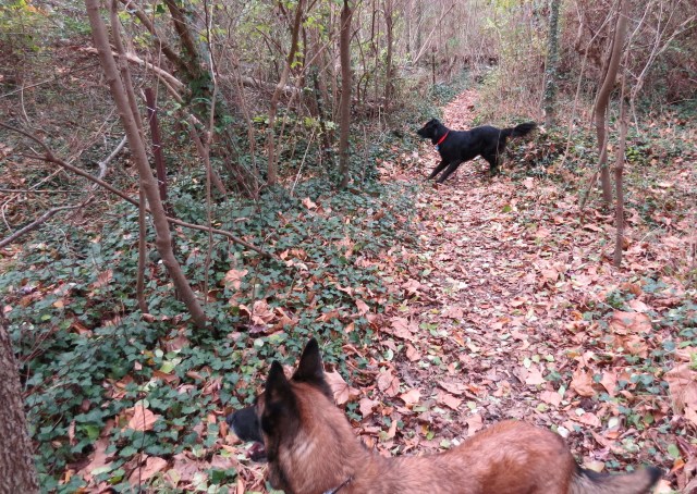 Mackey tells those deer to KEEP MOVING. They ignored him. 