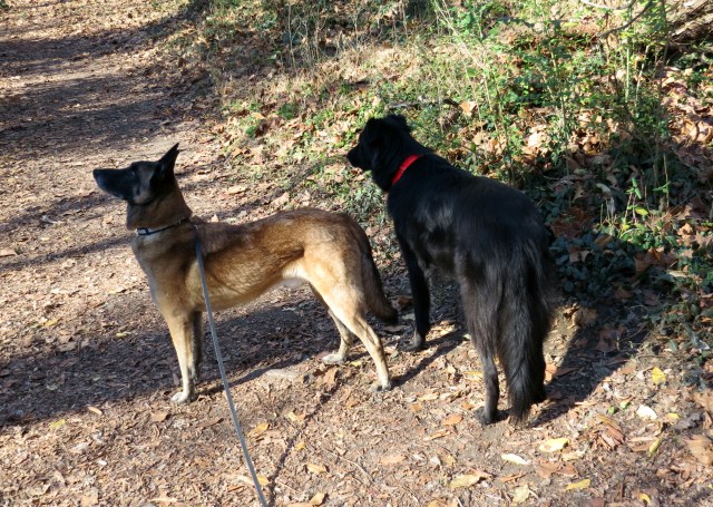 My handsome buddies. They get me out no matter how I feel. And when I feel BETTER (like now) it's even MORE fun! 