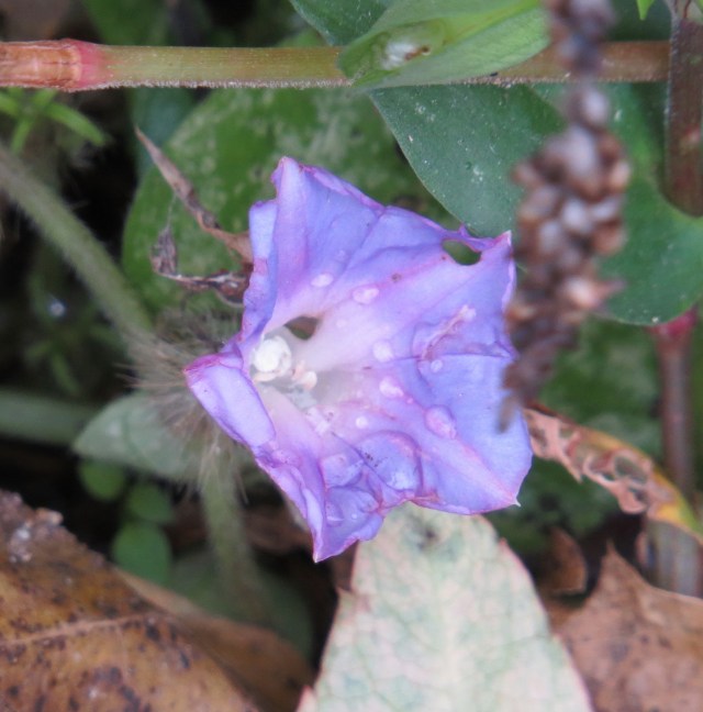 Still blooming in November! Impressive. This flower was quite petite. And delicate appearing, but tough seeming, since it's still blooming in November. 