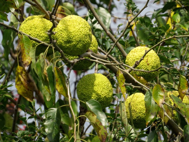 Osage Oranges in a tree! Finally! 