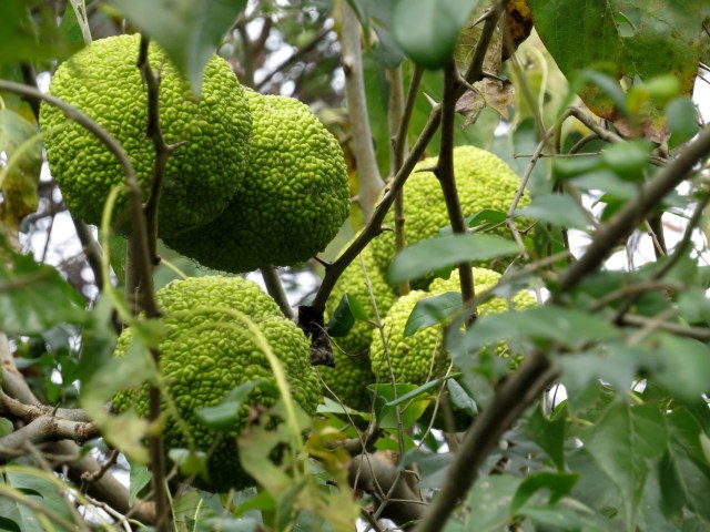 Remember the teeth on that otter? Check out the thorns on this Osage Orange bush/tree. 