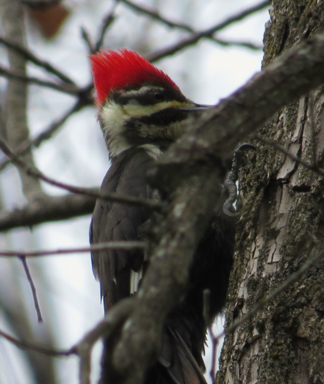Female Pileated Woodpecker