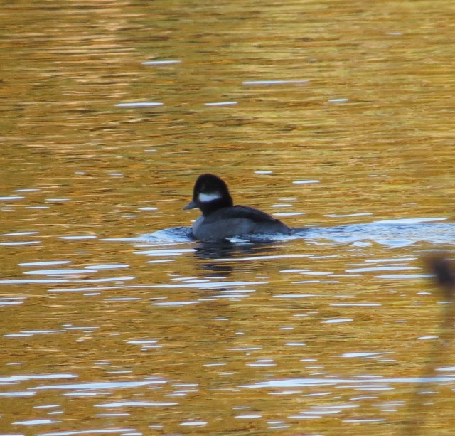 Female bufflehead (I think this is where Nike got the idea for their "swoosh" logo). 