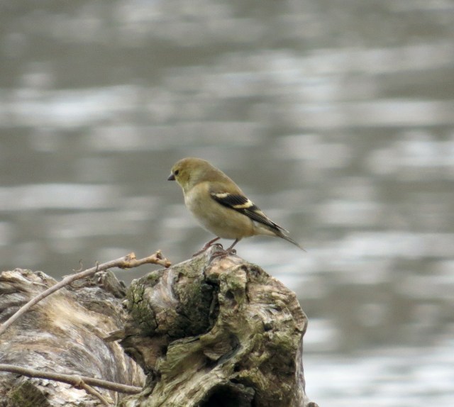 Could this be a female goldfinch in winter attire? It wasn't a very gold-finchy spot. Nice looking bird though. 