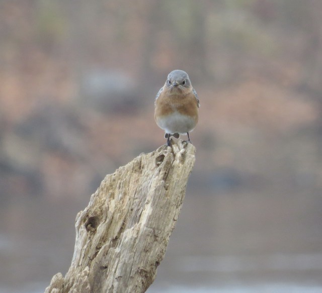 Another bluebird! First thing we saw at Pony Pasture today! 
