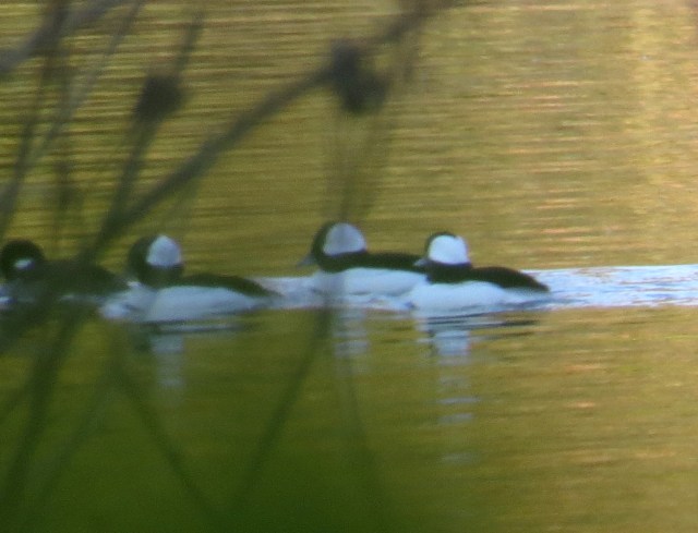 The males are attractive too. These guys are a bit shy. Later in the season I'll get better pictures. But buffleheads always stay out far where they can dive deep. 