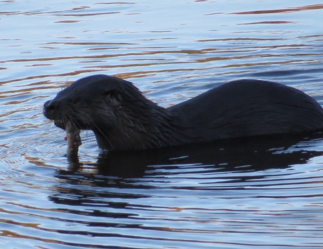 Same otter, different angle. I'm not sure what's in its mouth or what its gender is. 