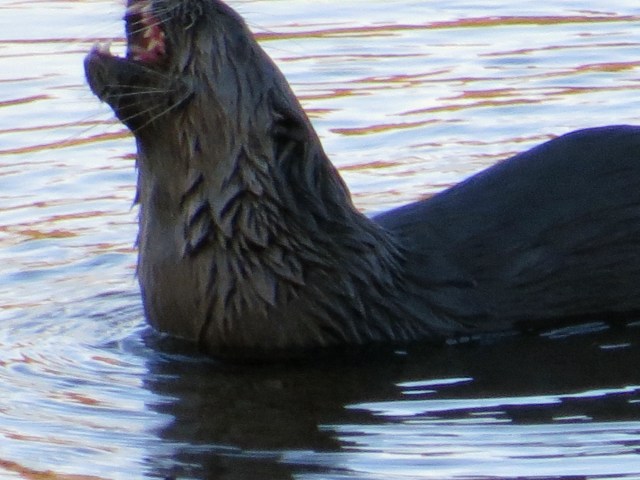 Look at those TEETH! 