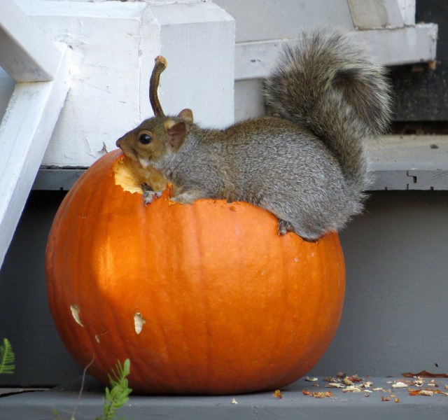 The squirrel that started the environmentally friendly pumpkin carving revolution