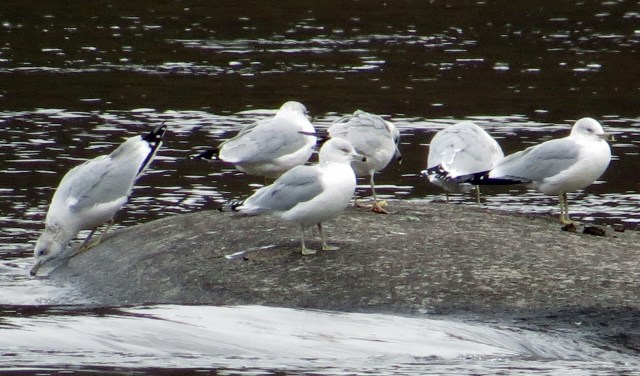 Cluster of Ring-billed gulls