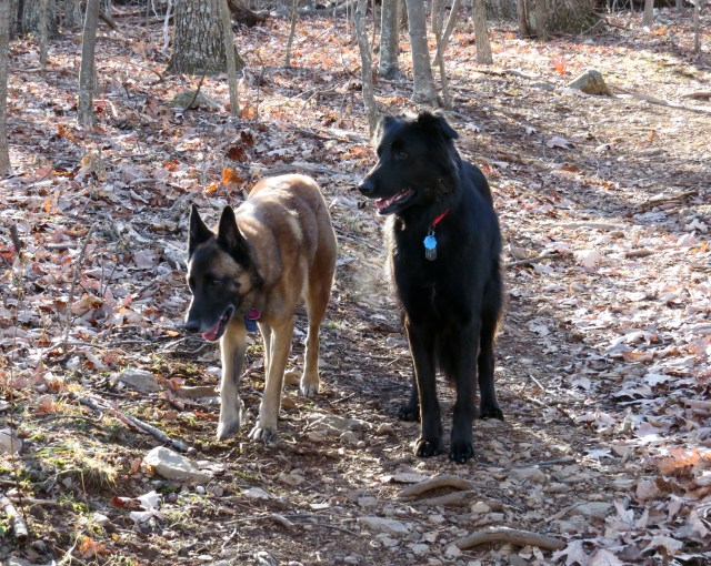 They are good, good buddies. To each other and to me. 