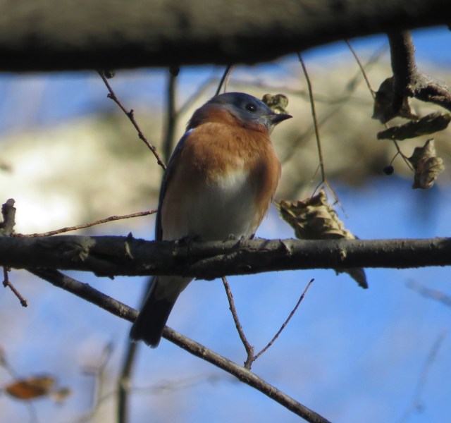 I know this comes as no  surprise - I will NEVER tire of photographing bluebirds