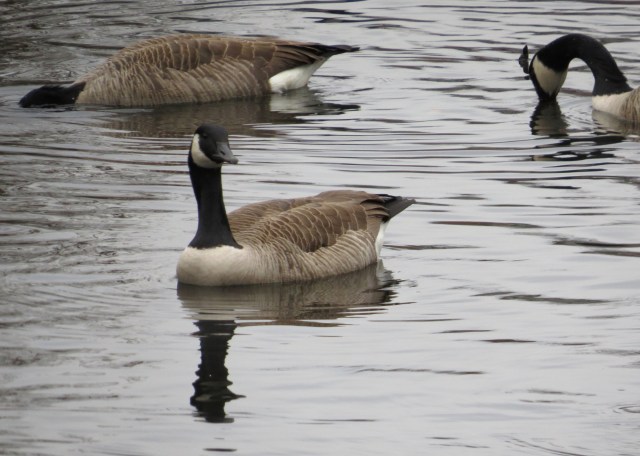 I should be more open-minded. I am not the world's biggest fan of Canada geese. 