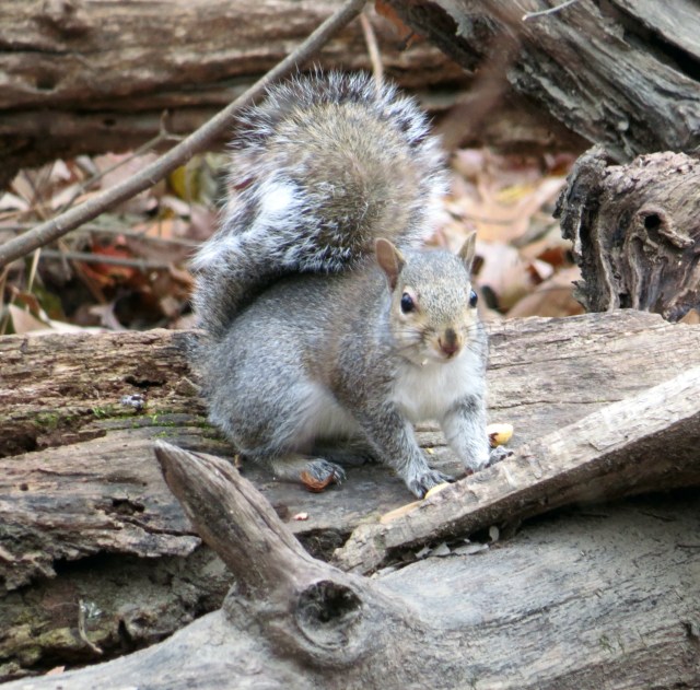 That's a nice looking little animal isn't it? They photograph well. 
