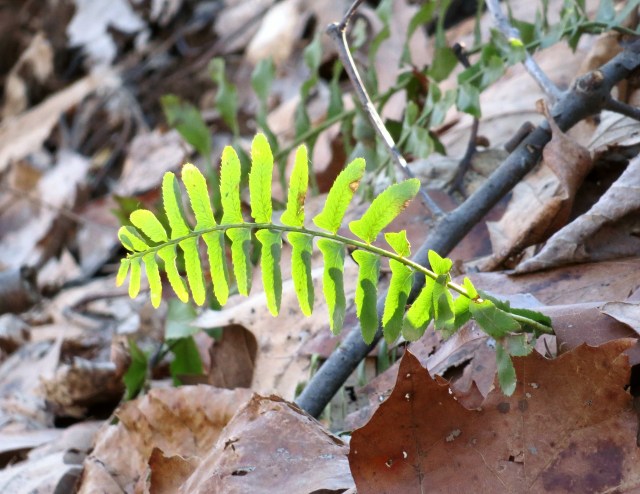 I took 230 (!) pictures on that hike. Some came out lucky like this one. 