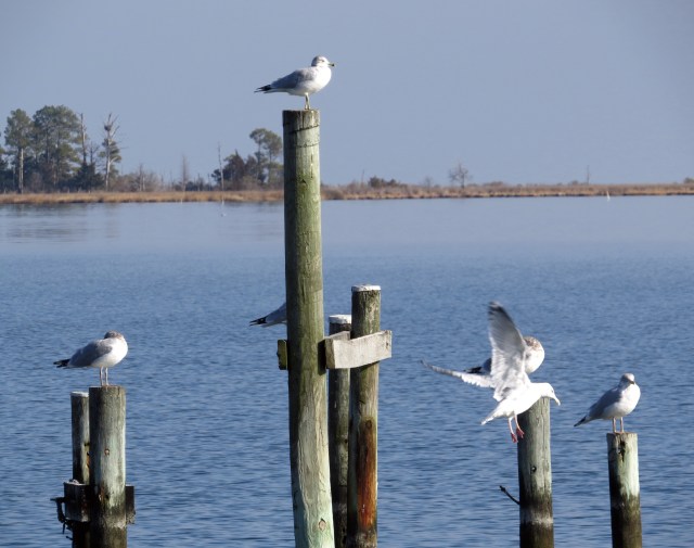 This seems like a more appropriate place for seagulls than a rock at Pony Pasture