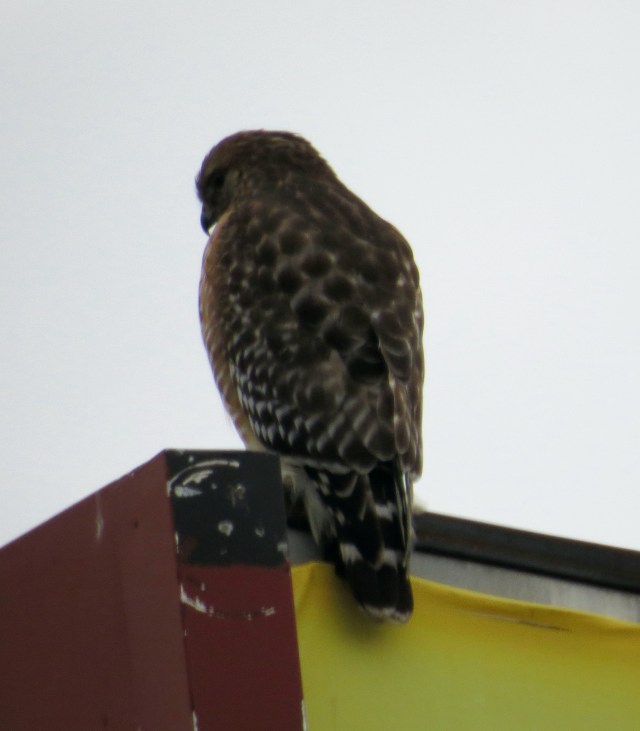 It's amazing. You should see how urban this spot is. There are SO many cars at this intersection. Amazing. 
