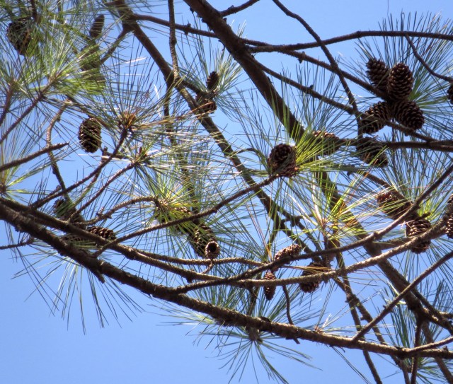 Needles and cones of a Loblolly pine