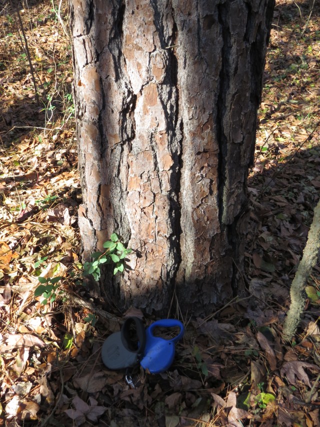 The bark and trunk of a Loblolly pine, with dog leashes for scale. This one is medium-large.  