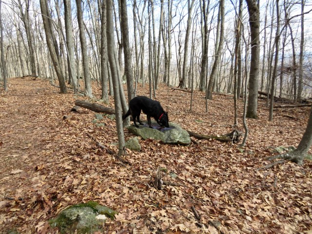 Terrific water bowl. Unless you need to carry it with you. 