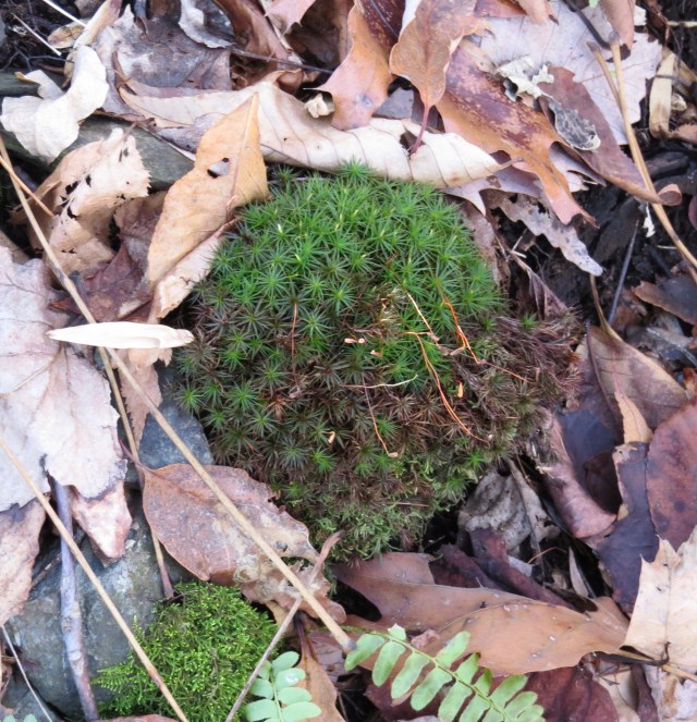 More moss - so much to see